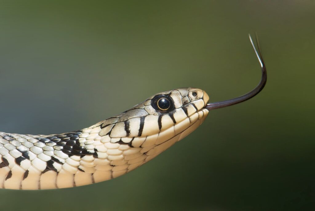 städtips orm